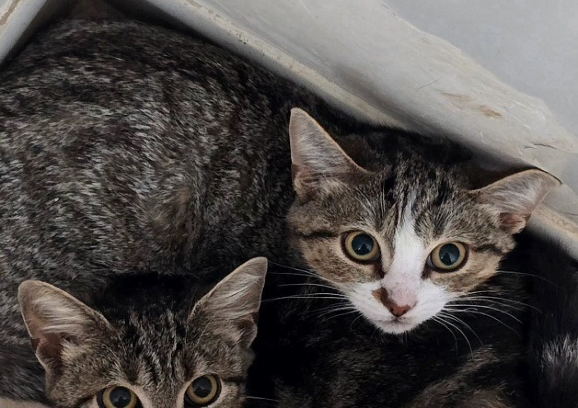 Bianca - Chat Européen à adopter