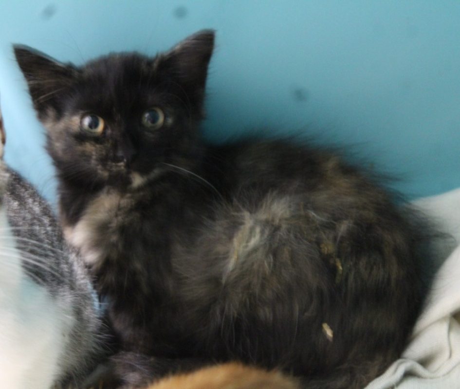 Saga - Chat Européen à adopter