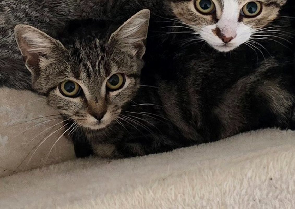 Betty - Chat Européen à adopter