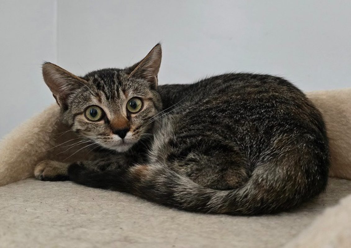 Canberra - Chat Européen à adopter