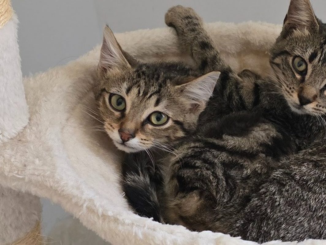 Stout - Chat Européen à adopter