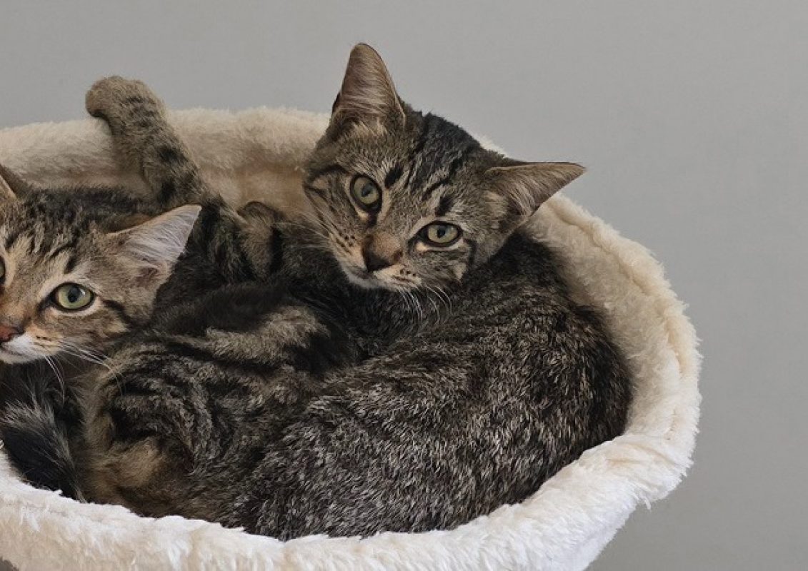 Ava - Chat Européen à adopter