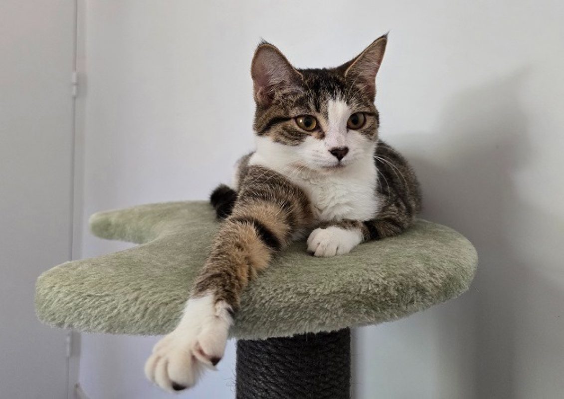Luanda - Chat Européen à adopter