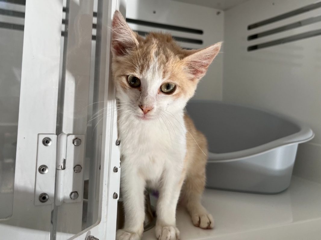 Eridan - Chat Européen à adopter