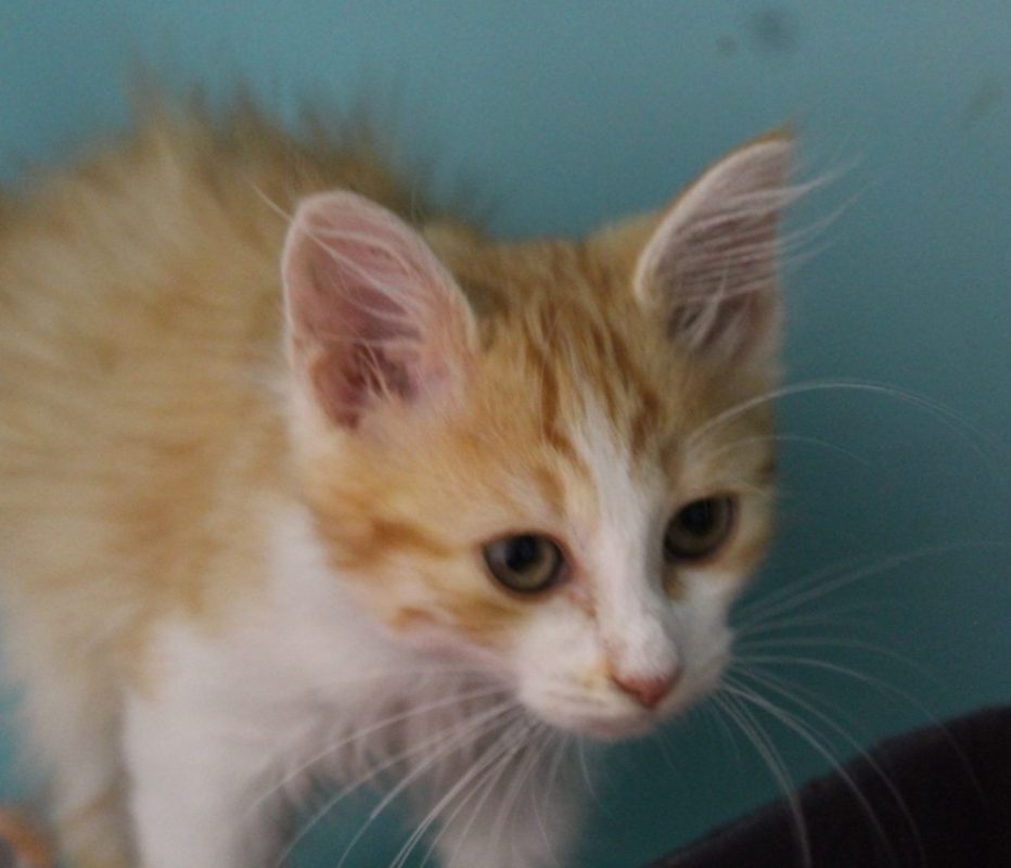 Sigma - Chat Européen à adopter