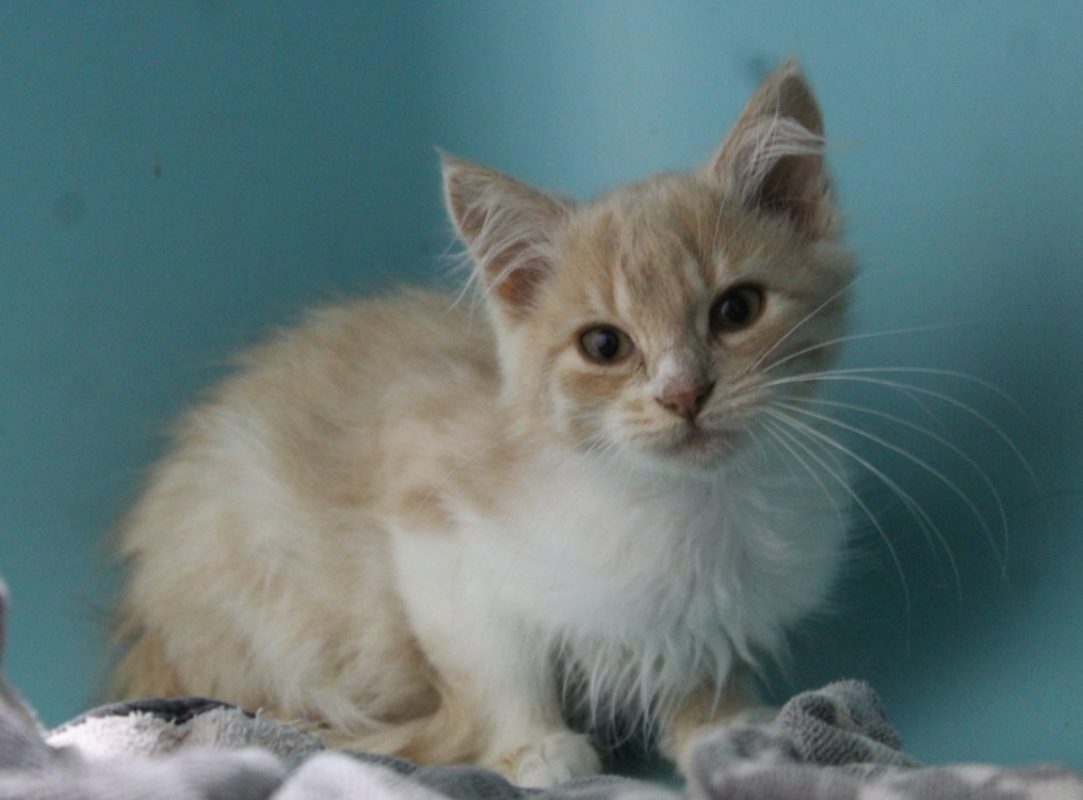 Siska - Chat Européen à adopter