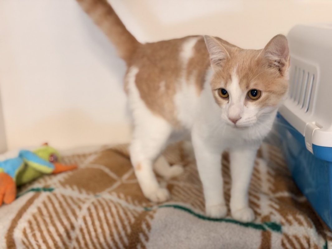Tairn - Chat Européen à adopter