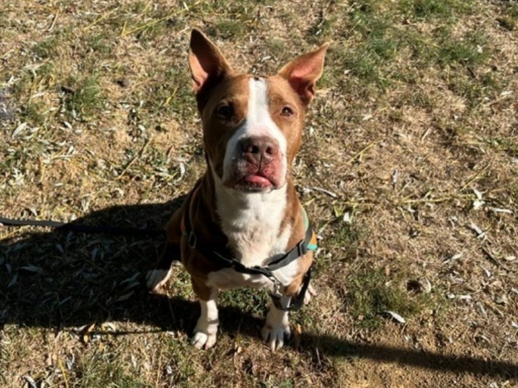 Rango - Chien Bouledogue Américain à adopter