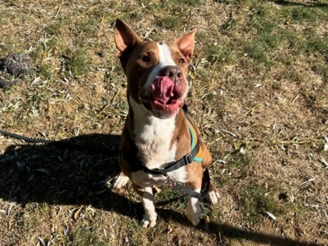 Rango - Chien Bouledogue Américain à adopter - photo 2