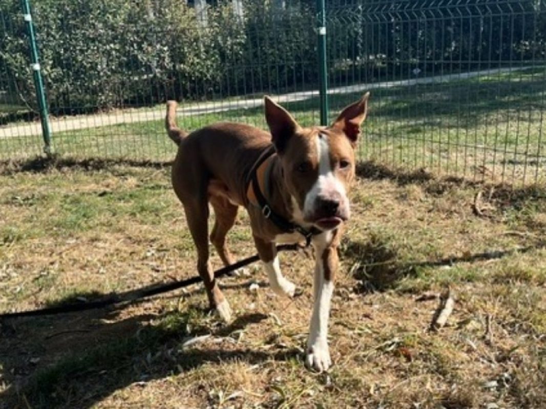 Rango - Chien Bouledogue Américain à adopter - photo 3