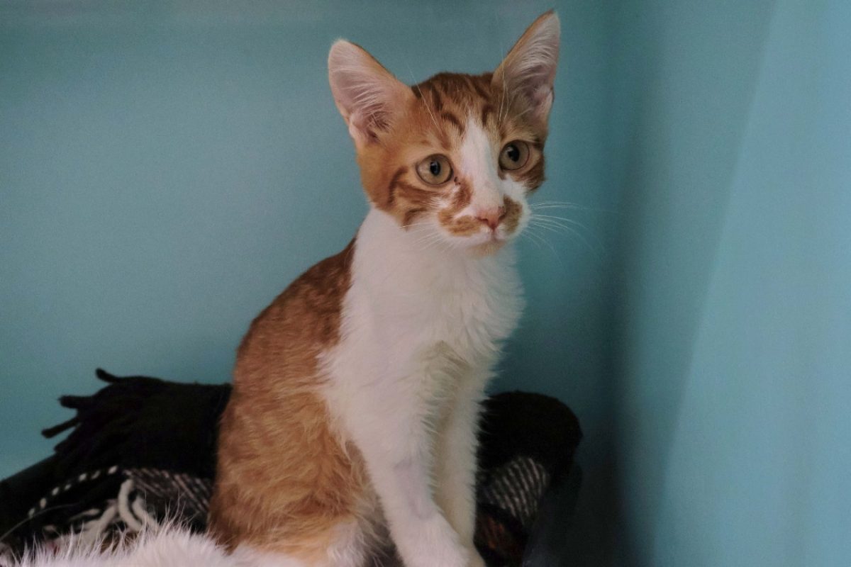 Litchi - Chat Européen à adopter