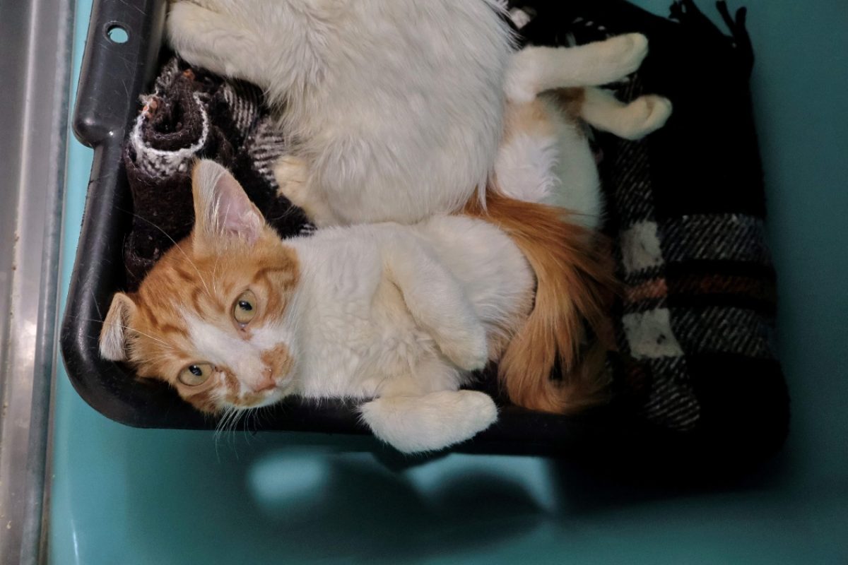 Litchi - Chat Européen à adopter - photo 2