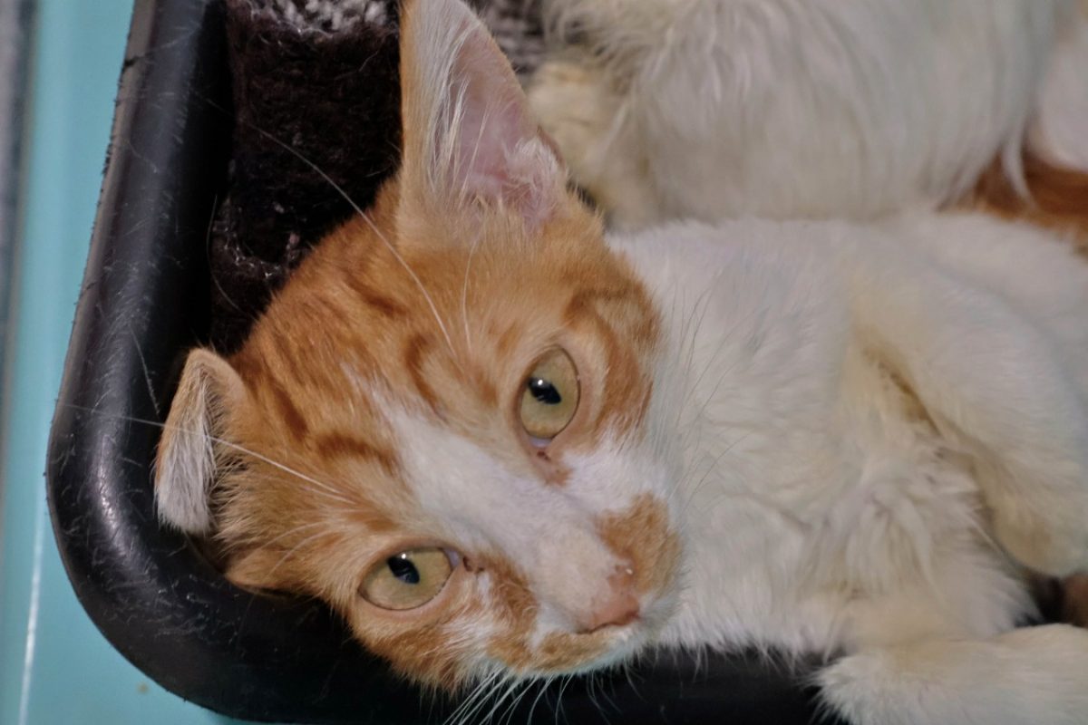 Litchi - Chat Européen à adopter - photo 3