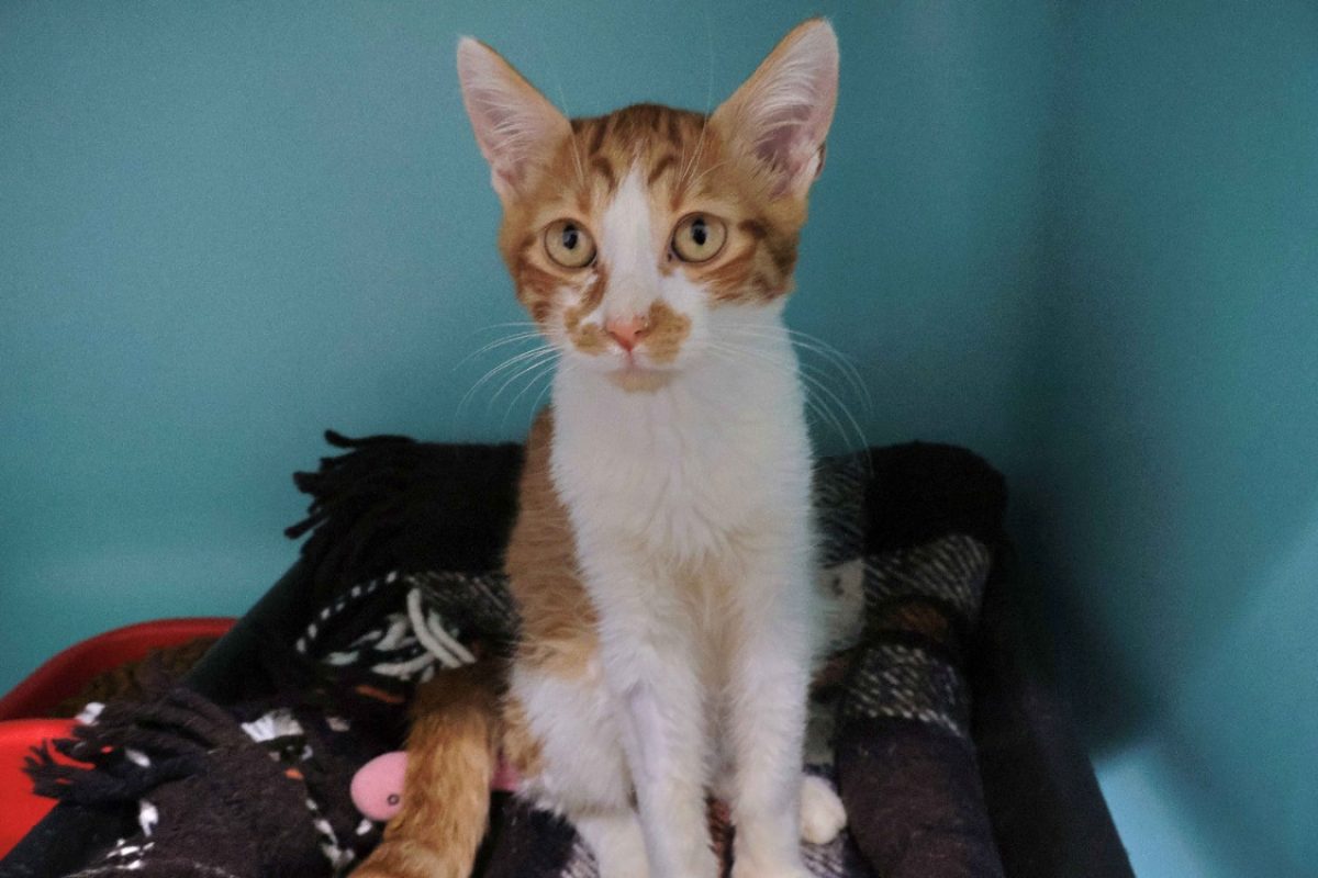 Litchi - Chat Européen à adopter - photo 4