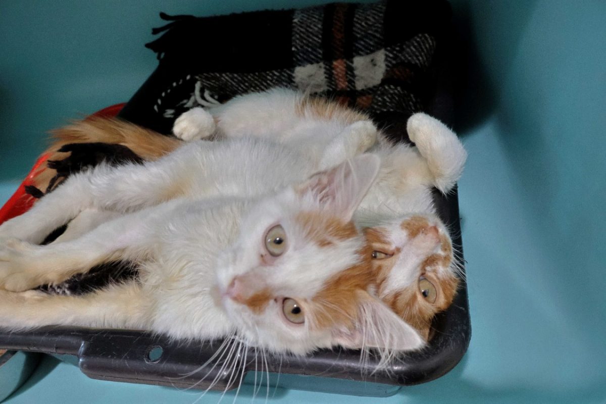 Litchi - Chat Européen à adopter - photo 5
