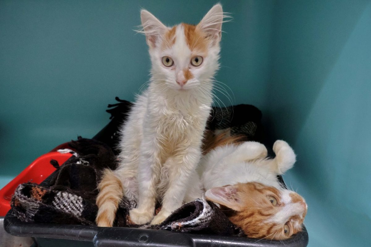 Luchino - Chat Européen à adopter