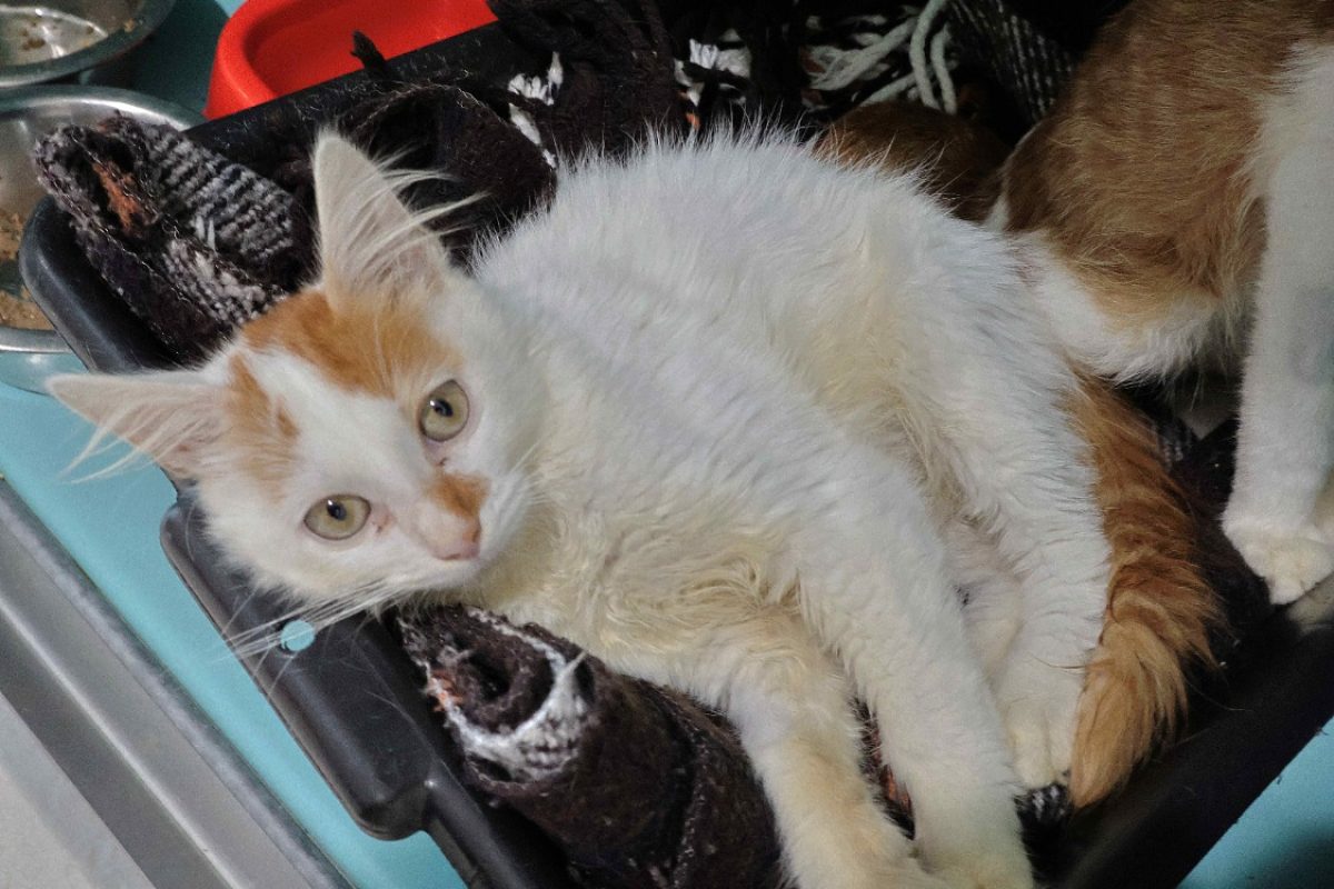 Luchino - Chat Européen à adopter - photo 2