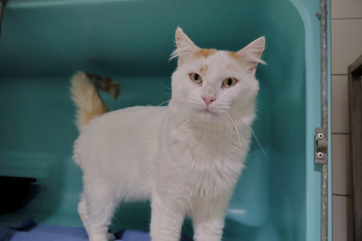 Princy - Chat Européen à adopter