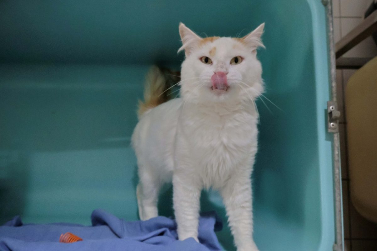 Princy - Chat Européen à adopter - photo 2