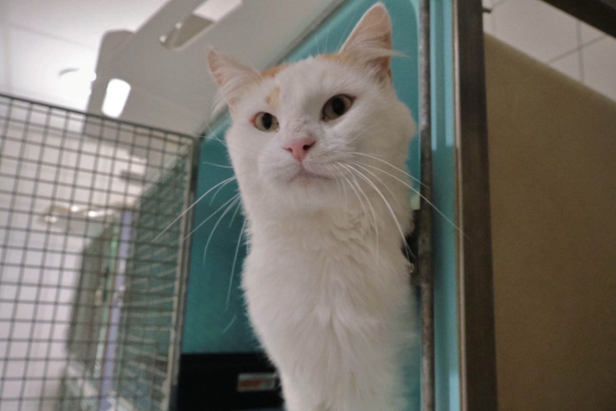 Princy - Chat Européen à adopter - photo 3