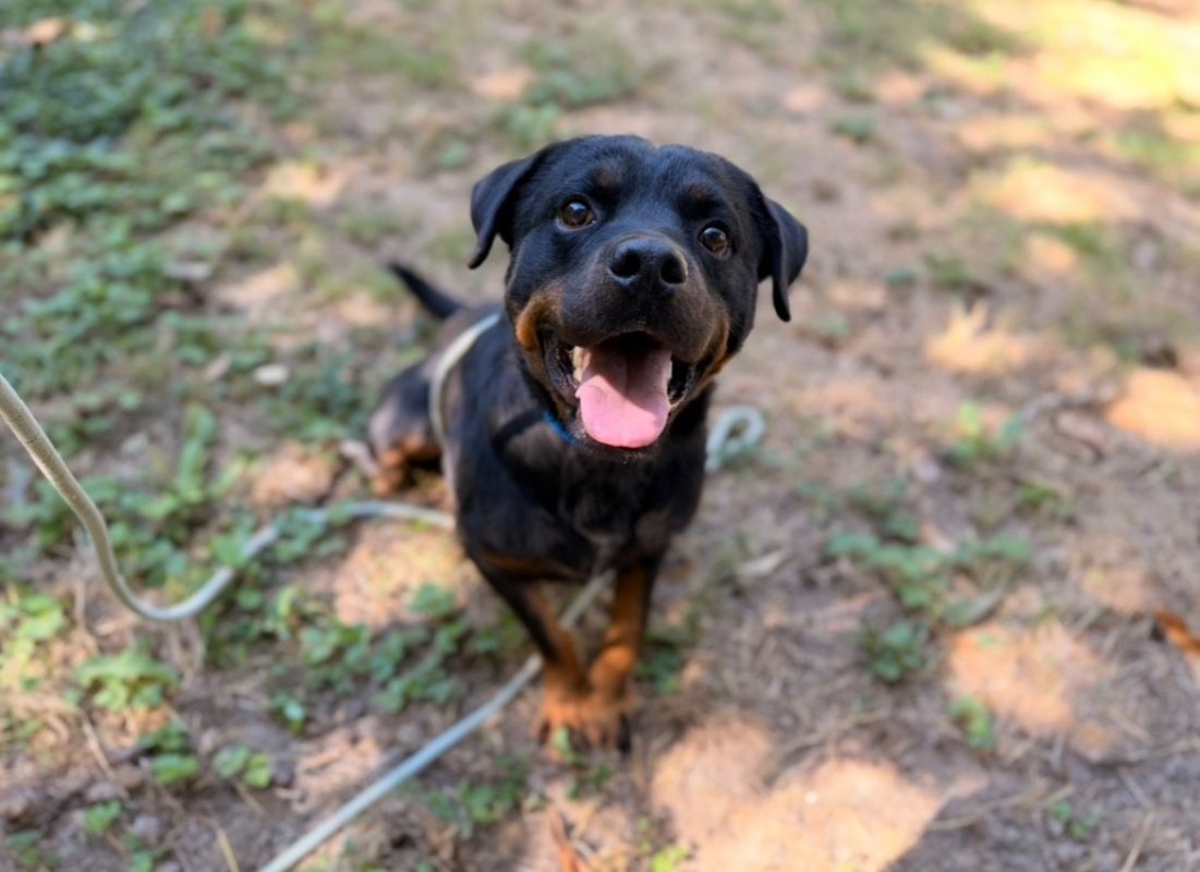 Rotti - Chien à adopter