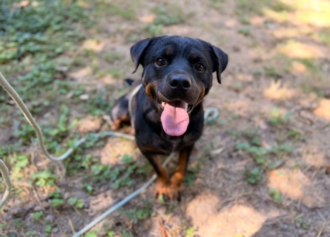 Rotti - Chien à adopter - photo 2