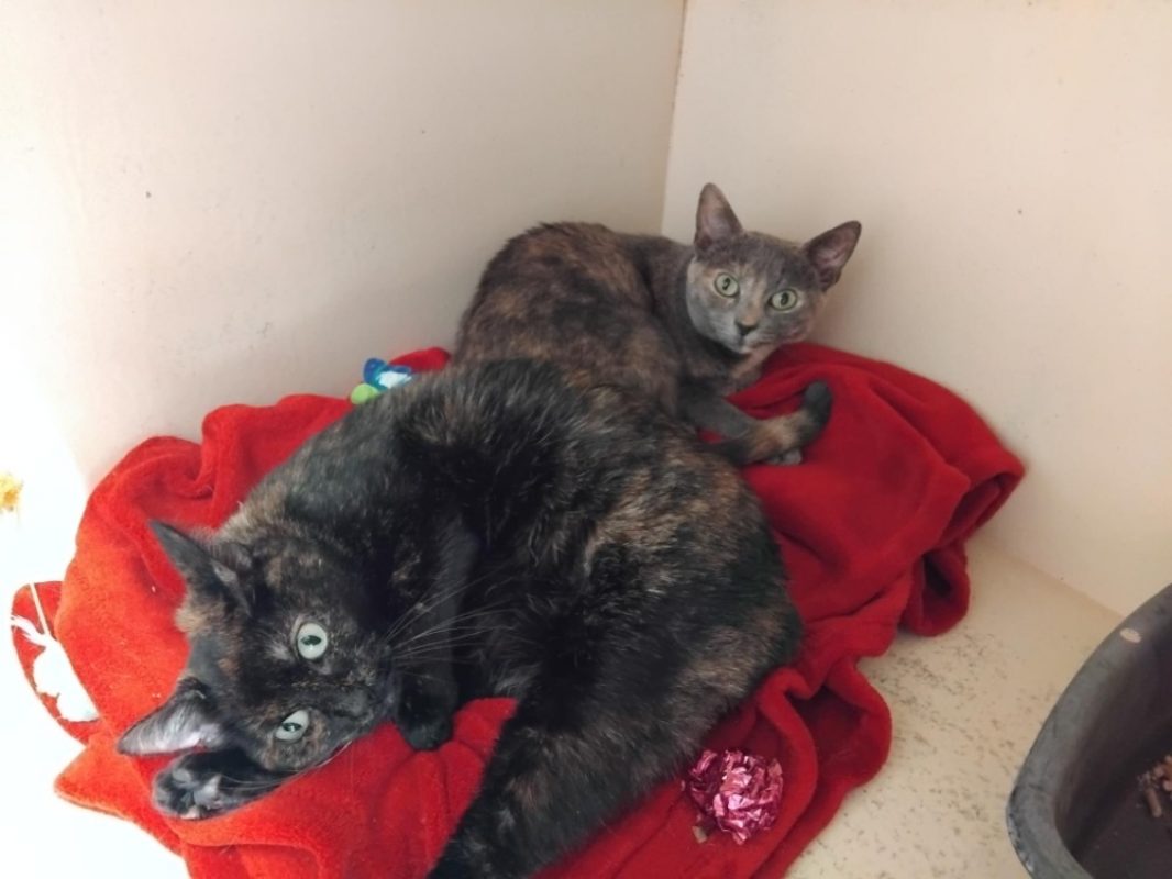 KunaÏma - Chat Européen à adopter