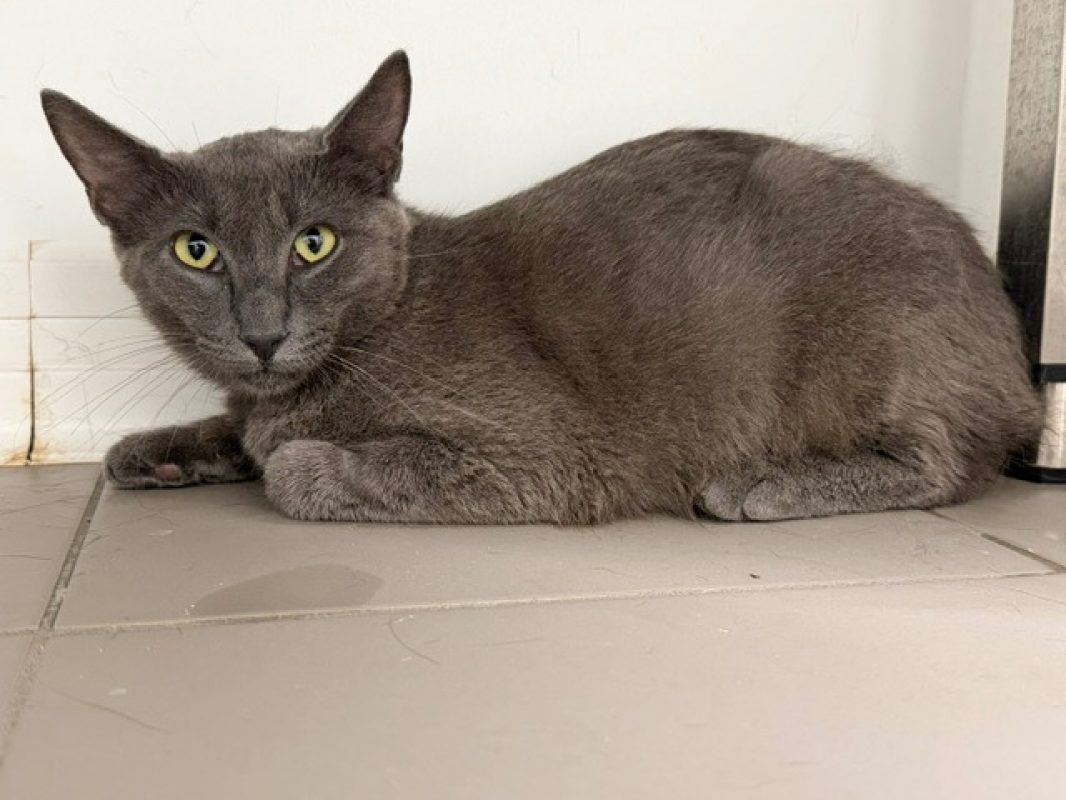 Fulkane - Chat Européen à adopter