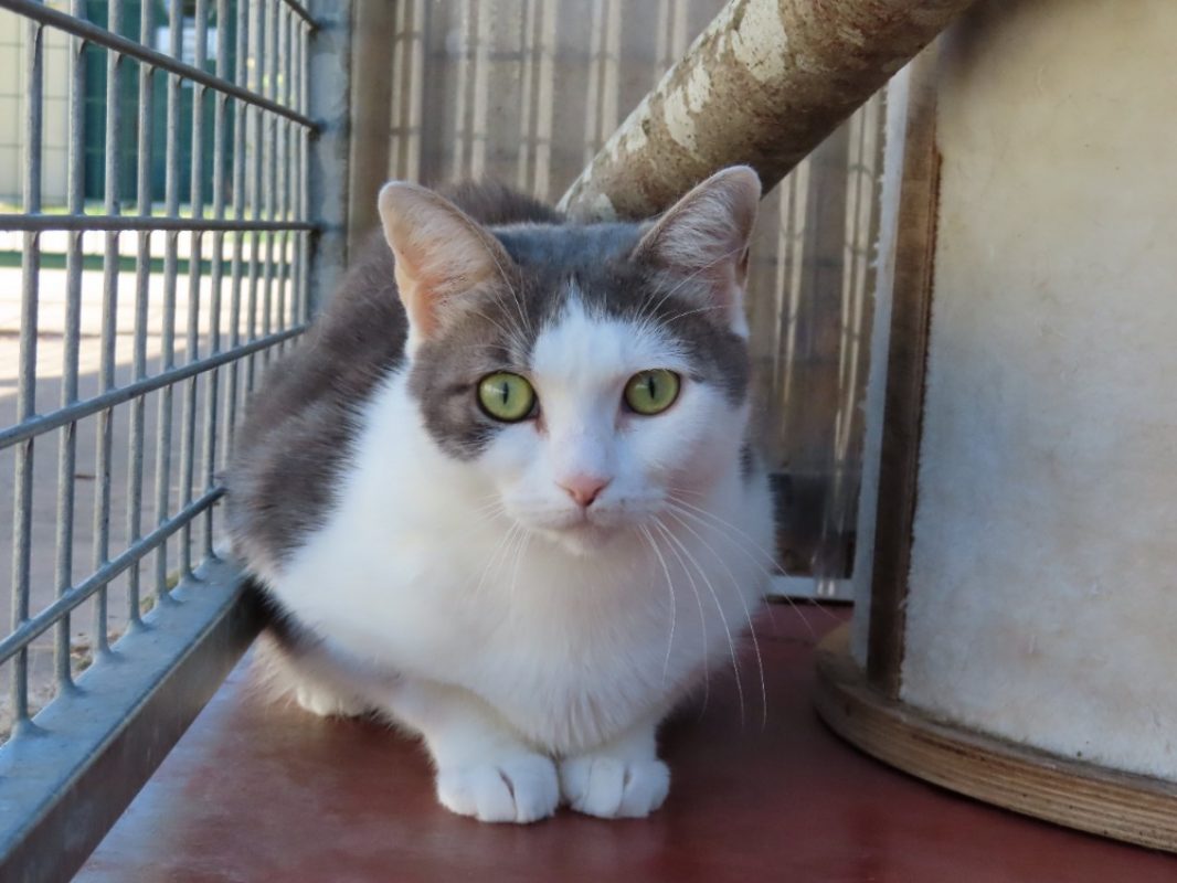 Givrali - Chat Européen à adopter