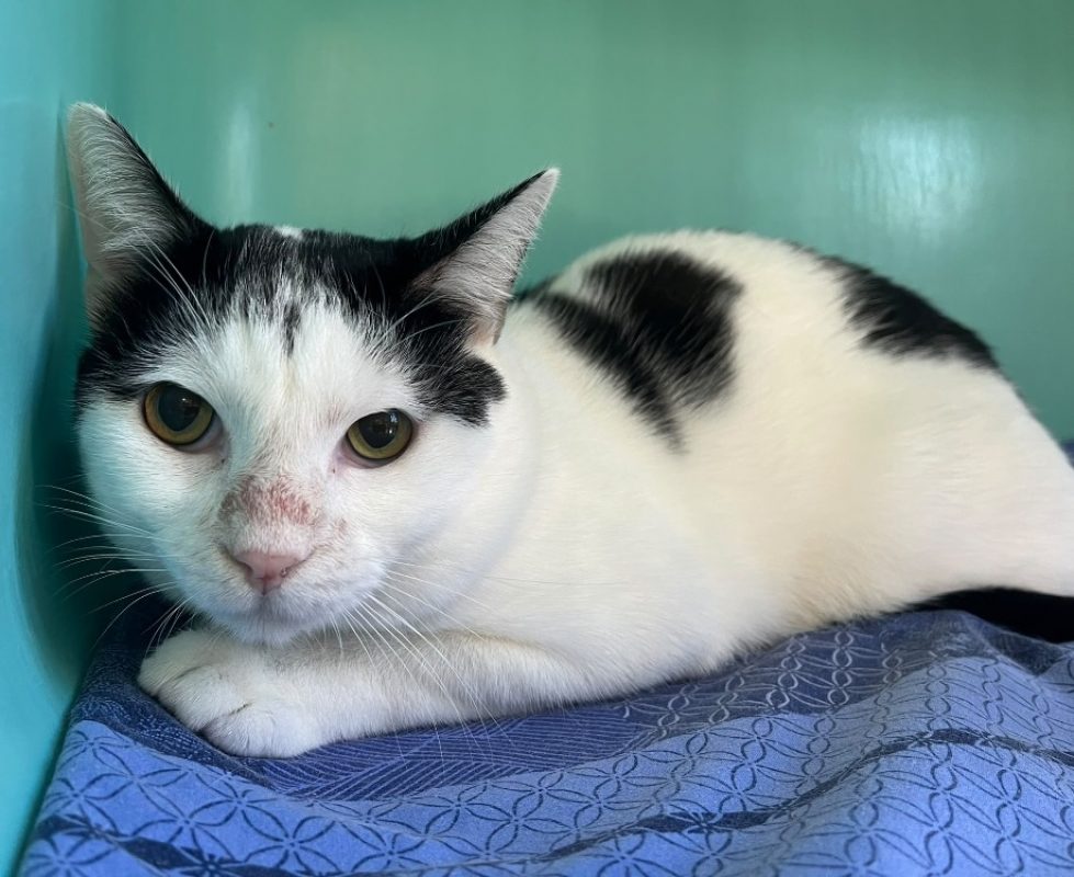 Felix - Chat Européen à adopter