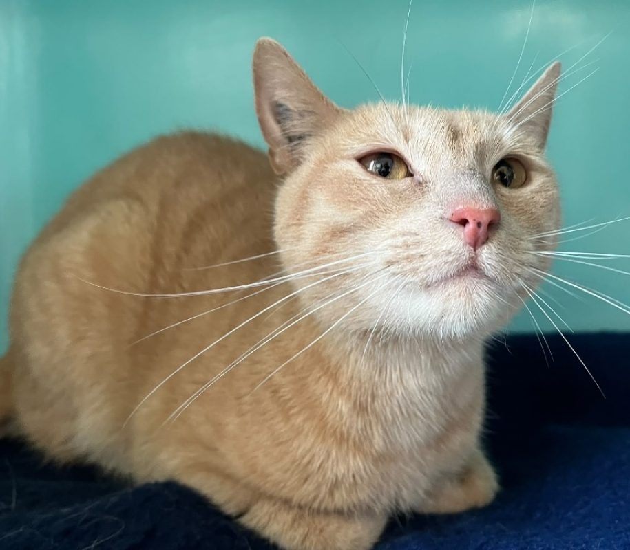 Nala - Chat Européen à adopter