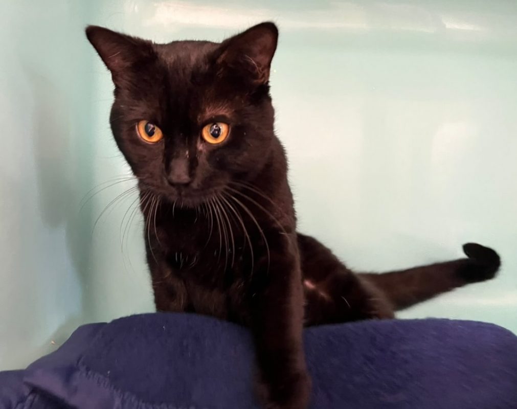 Reglisse - Chat Européen à adopter