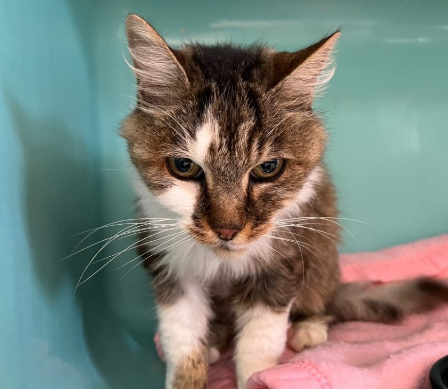 Lucky - Chat Européen à adopter