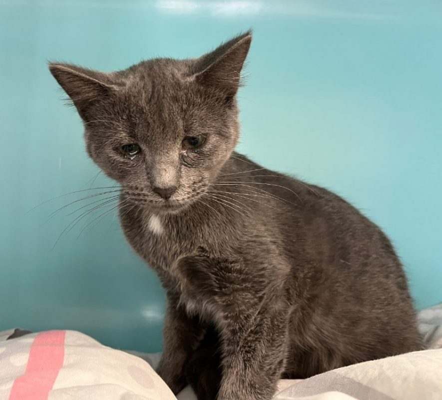 Goyave - Chat Européen à adopter