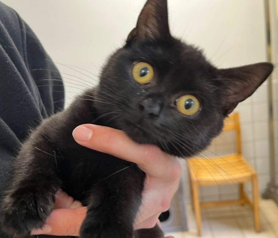 Bichette - Chat Européen à adopter
