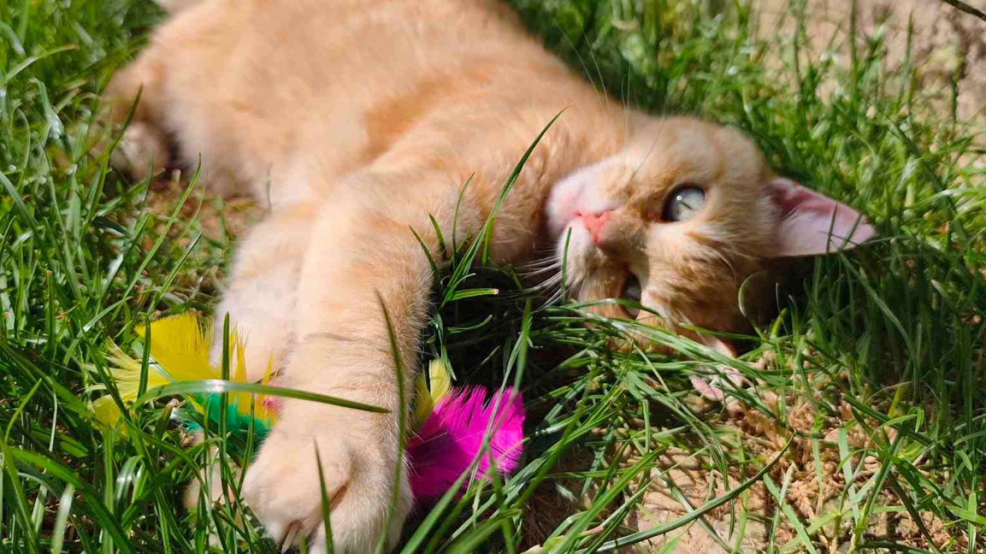 Nala - Chat Européen à adopter