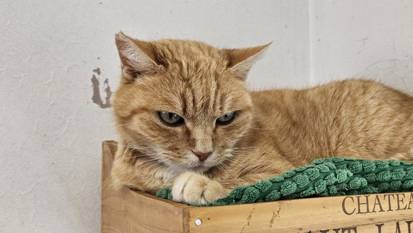 Nala - Chat Européen à adopter - photo 2