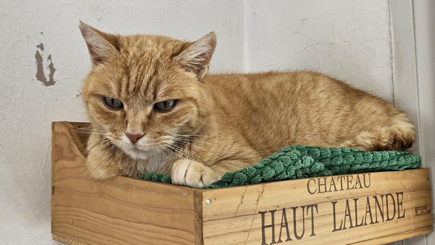 Nala - Chat Européen à adopter - photo 3