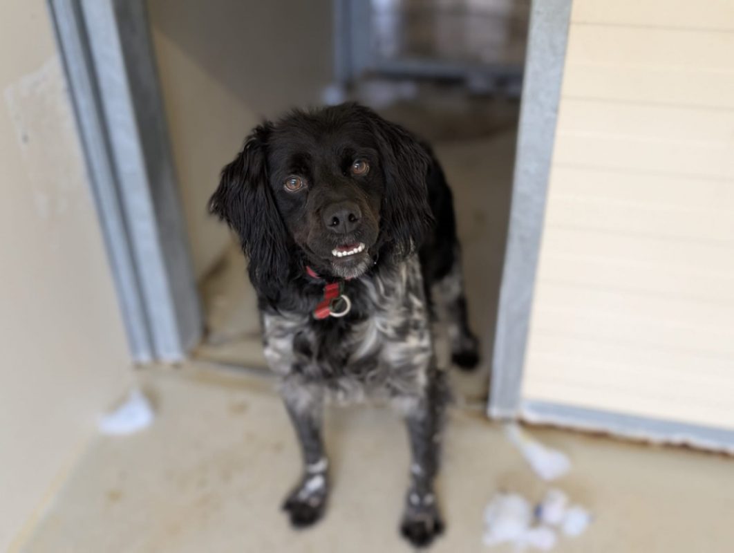 Malo - Chien à adopter - photo 2