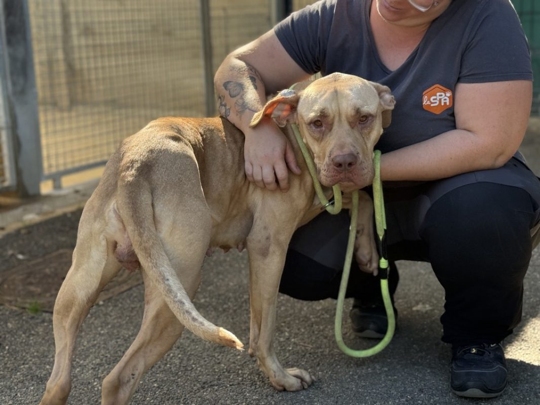 Butternut - Chien Bouledogue Américain à adopter
