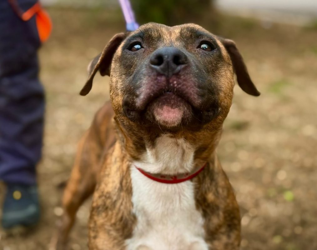 Mirail - Chien Bouledogue Américain à adopter