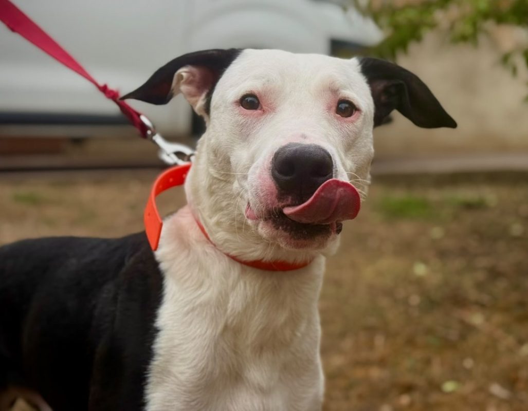 Zeus - Chien Berger à adopter