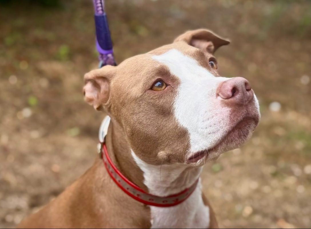 Maina - Chien Bouledogue Américain à adopter