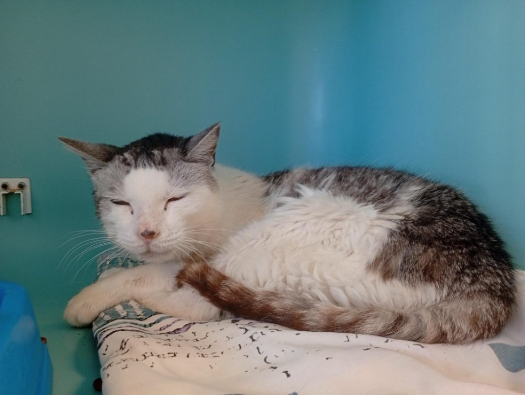 Michale - Chat Européen à adopter