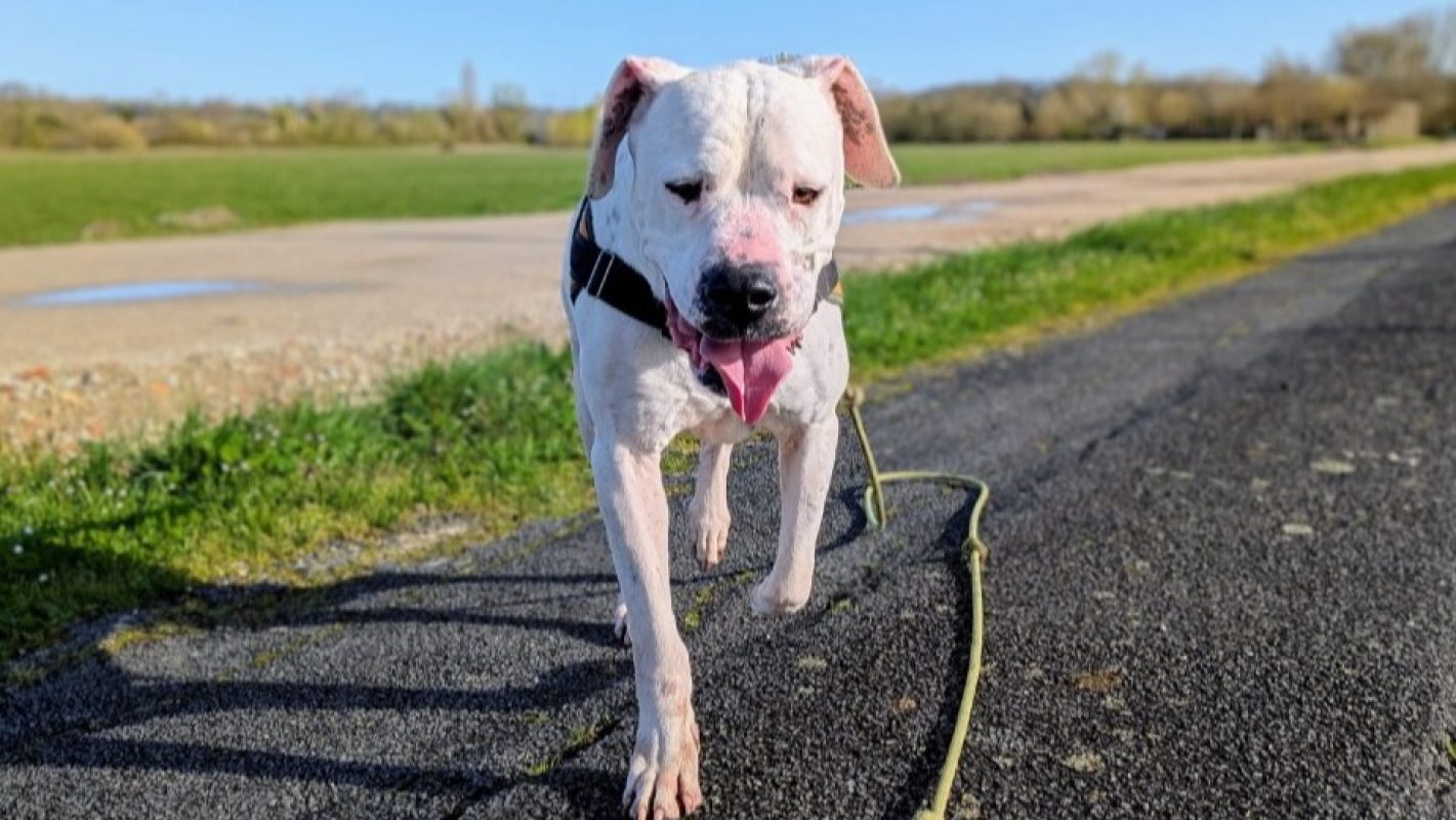 Venom - Chien à adopter