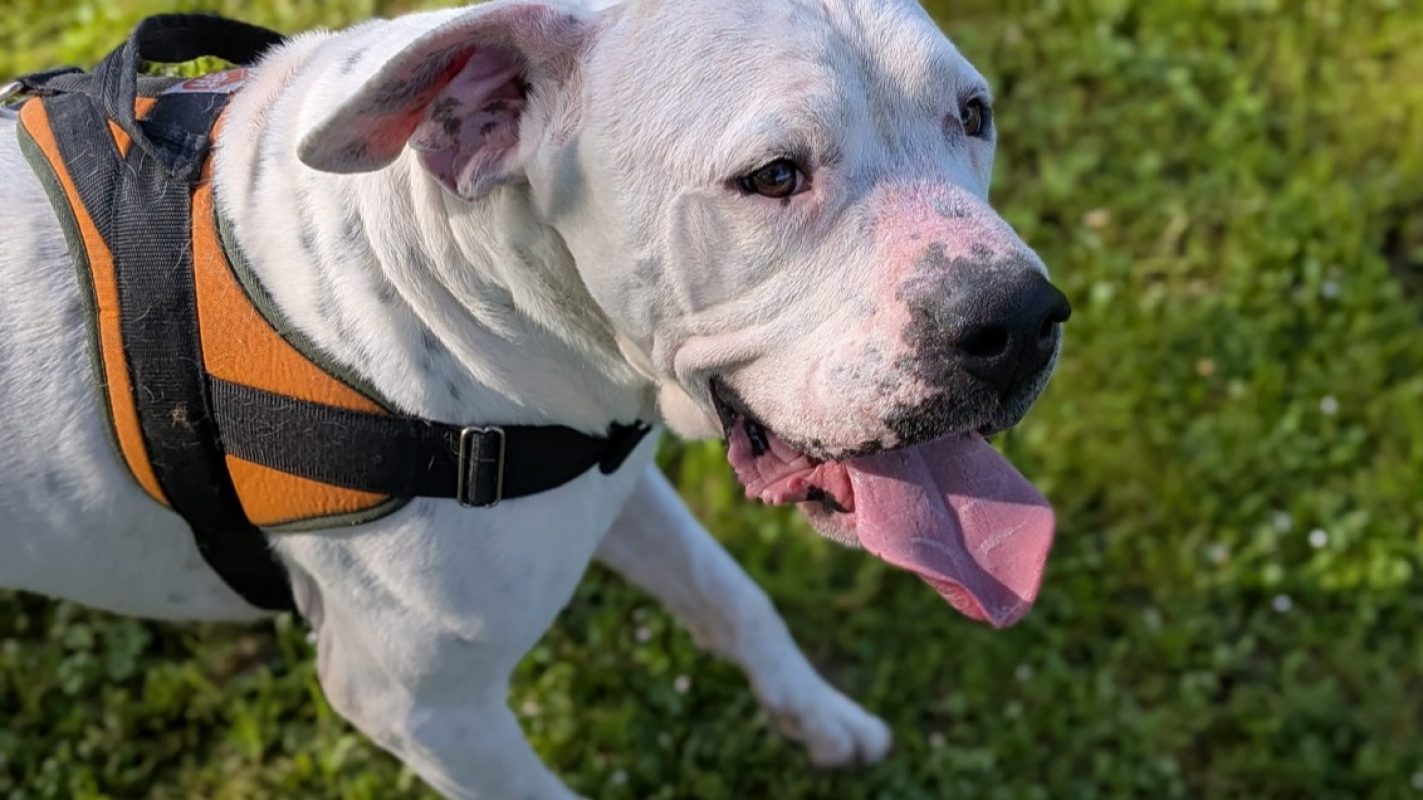 Venom - Chien à adopter - photo 2