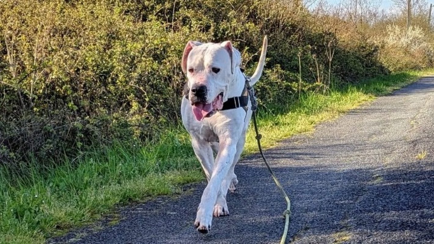 Venom - Chien à adopter - photo 4