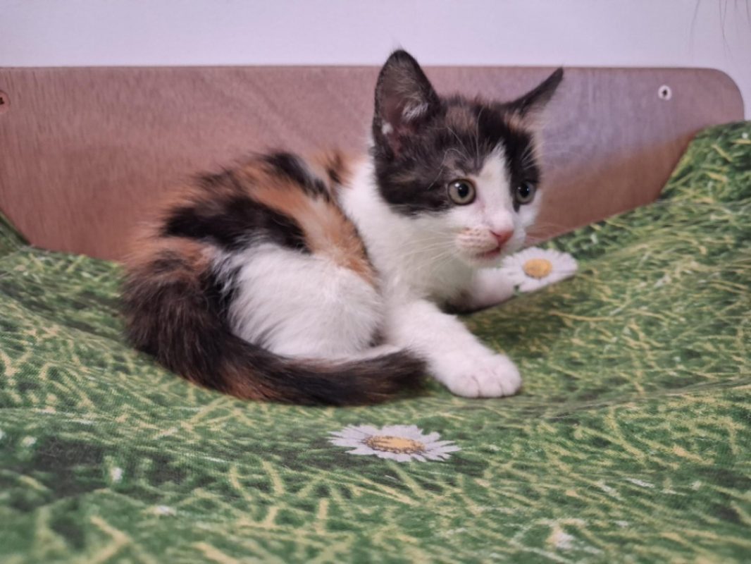 Tagada - Chat Européen à adopter