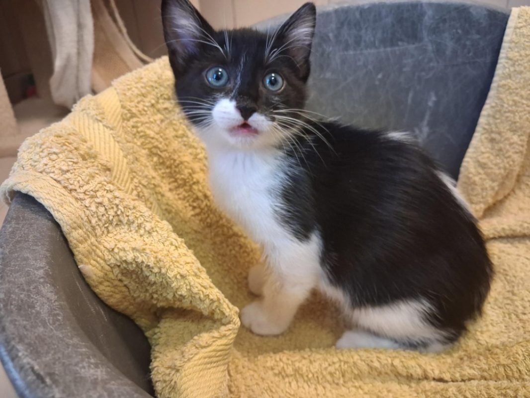 Schtroumpf - Chat Européen à adopter