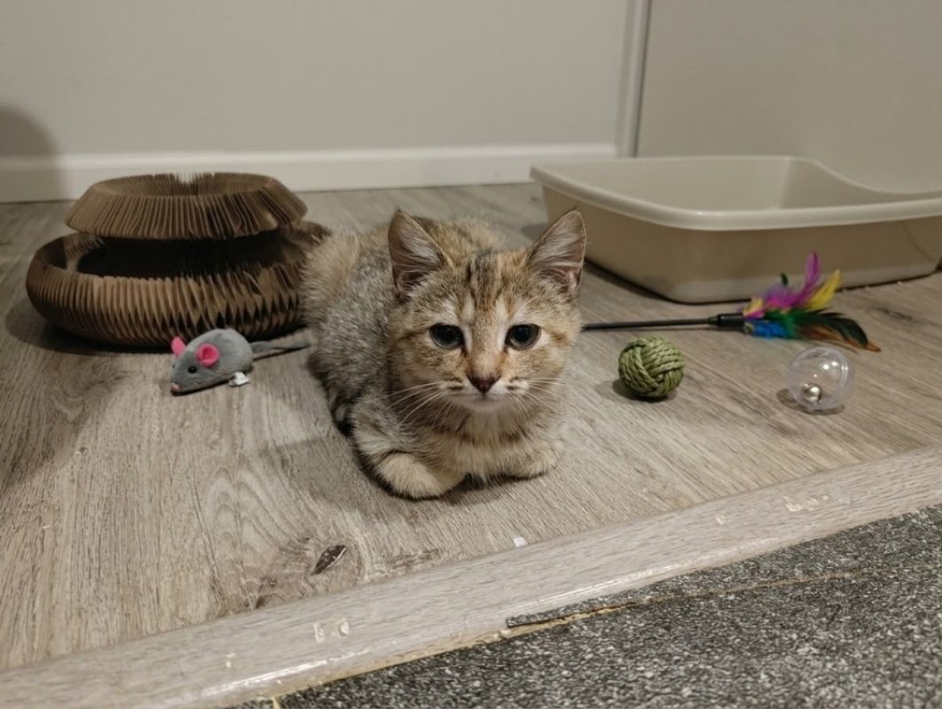 Lucky - Chat Européen à adopter